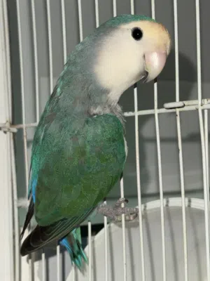 للبيع زوج لافيرد