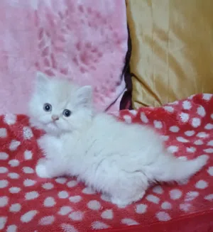2اولاد هاف بيكى