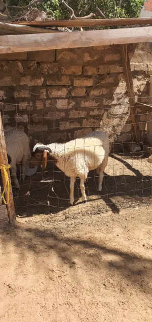 السلام عليكم خروف ماشاء الله تبارك الله متاح طرابلس زناته