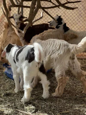 جدايا للبيع  6