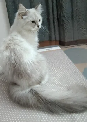 للبيع قطه شيرازية مع أولادها 5