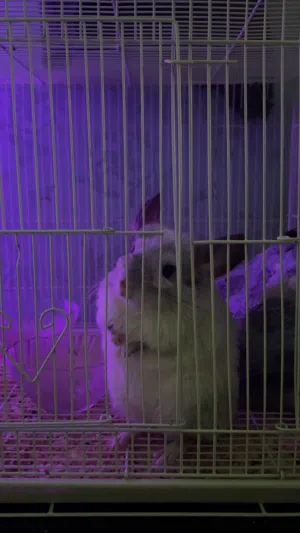 Chinchilla