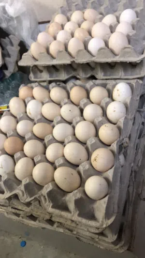 بيض دجاج عماني مخصب 90