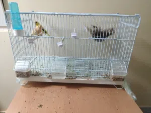 للبيع ذكر الكناري