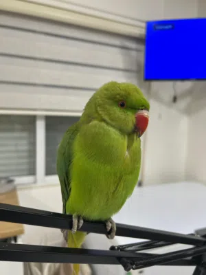 ببغاء درة أخضر للبيع