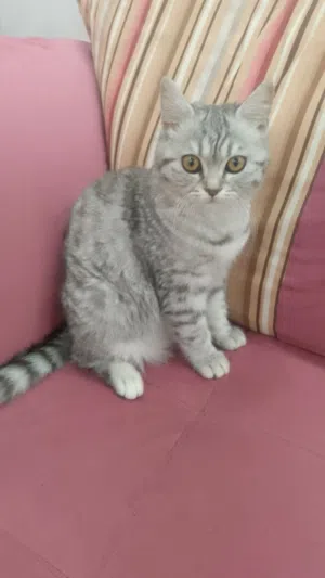 قط للتبني عمرها 7شهور