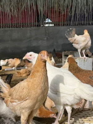 دجاج بلدي بشاير