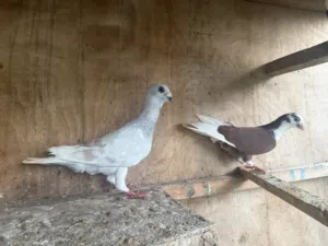 Pigeons above 100 quantity and other birds and goats and cages