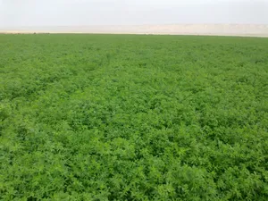 Farm Land for Sale in New Valley Dakhla