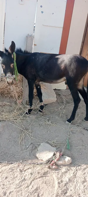 ‏حمير‏1