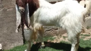 بسم الله ماشاء الله فحل حجازي السن اول جمع عود وغلظه تبارك ناشط وهايج ومضمون في التكسيب