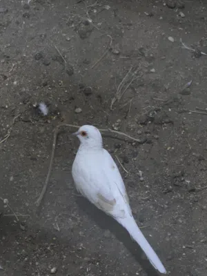حمام ملكي للبيع