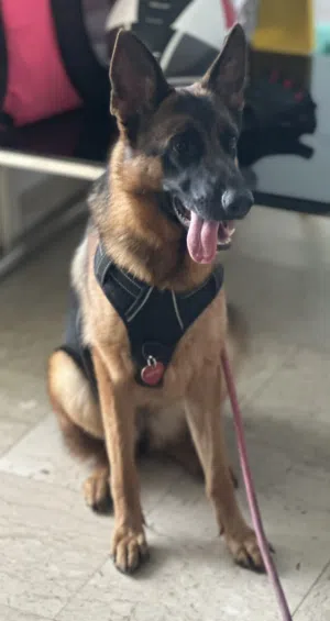 Pure German Shepherd