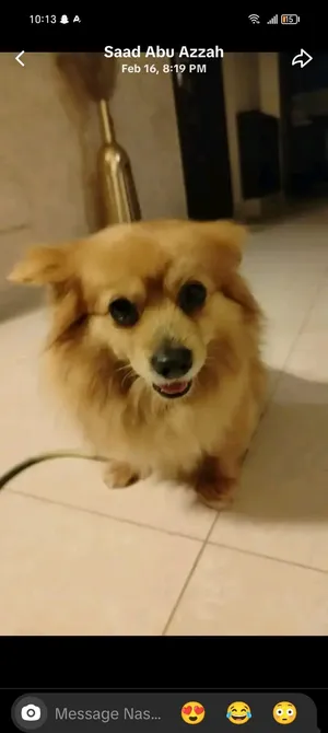 Pomeranian1