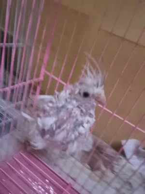 كوكتيل لتبني
