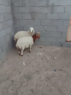 طليان للبيع فحل وانثى معلوفات كلشي ياكلن