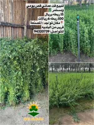 للبيع قت عماني نظيف