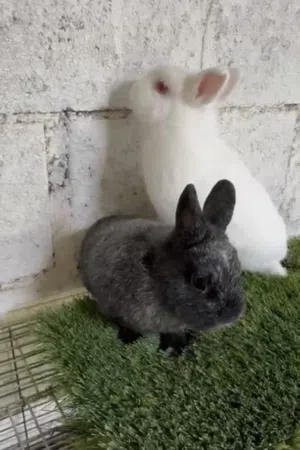 ارانب نيذرلاند دوارف القزم Netherlands dwarf rabbits