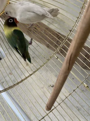 طيور فشر زوج