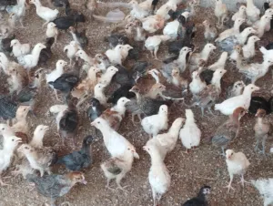 صيصان محلي تهجين فرنسي للبيع