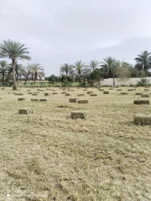 برايد حشيش للبيع