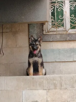 انثي جرمن توب حاجه فخمه وروعه