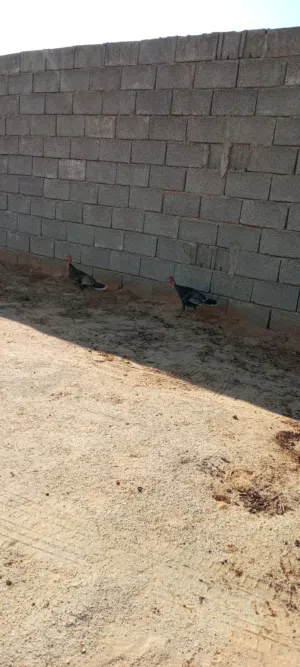 ديكرومي للبيع