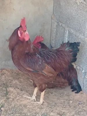 فروج أمريكي....