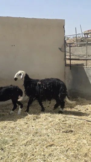كبش نجدي فل سمنه