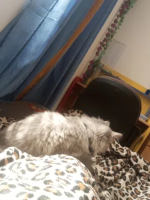 Cat for sale (20omr)