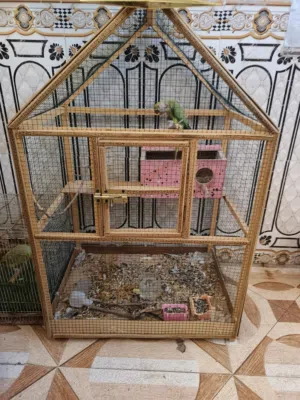 دره هندي نثية بزاره لا وحشي ولا أليف نص و نص