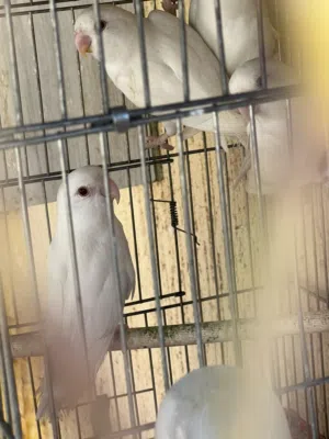 بركيديلو روز البينو عين حمراء