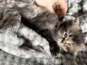 Scottish straight long hair kittens
