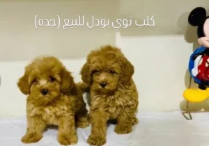 كلب توي بودل أنثى للبيع جده