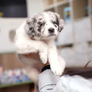 إليك أجمل جراء الراعي الاسترالي المميز لعشاق النوادر ....وجراء بج