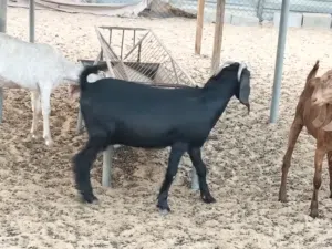 livestock business