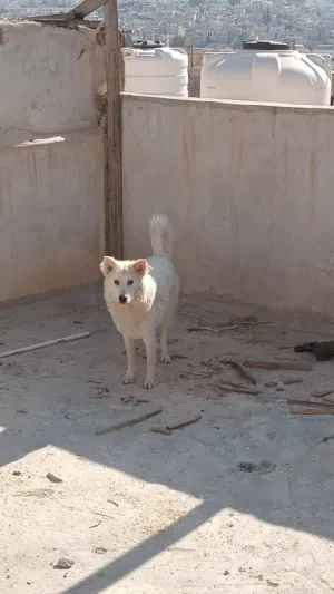 للبيع سعر عرض
