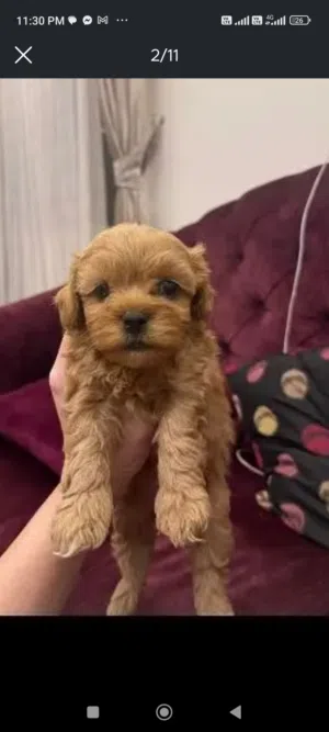 جراوي مالتيبو