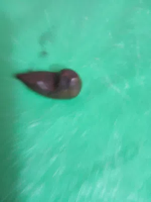 احجار سلطاني
