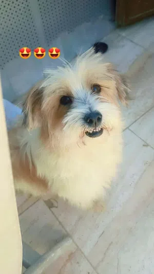 نوعه برنارد فرنسي مدرب