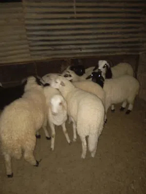 7فطابم و2خرفان