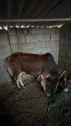 البيع عجل صومالي العمر سنتين