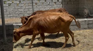للبيع ابقار 3 غاويات الي يريد حج تربيه ممتازات ماشاءالله