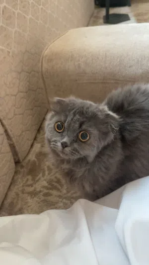 قطه من نوع سكوتش