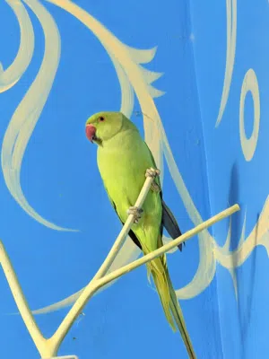 للبيع متوه النوع ذكر