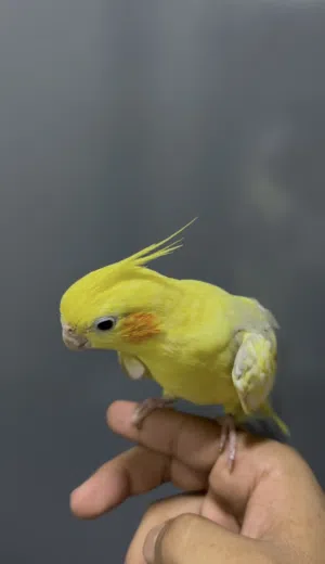 للبيع كوكتيل لون فراشه اليف مافي عض نهائياً يصلح للطفال