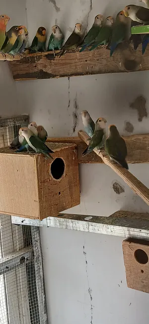 ‏ببغاء‏0