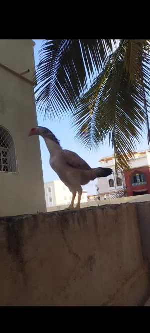 للبيع دجاجه سندي ميوالي