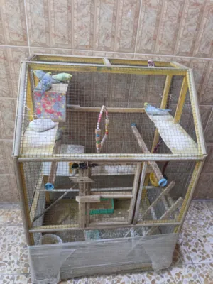 طيور حب مع القفص للبيع