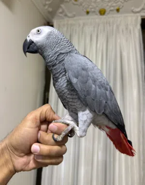 ببغاء كاسكو ثلجي اليف ومتكلم فووول